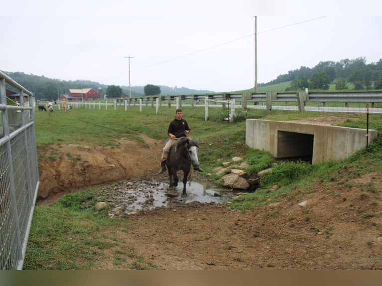 Draft Horse Mix Gelding 4 years 15 hh Grey in Millersburg