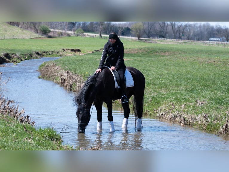 Draft Horse Mix Gelding 4 years 15 hh Grey in Fredericksburg
