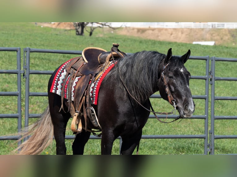 Draft Horse Mix Gelding 4 years 15 hh Grey in Fredericksburg