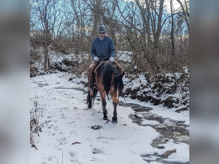 Draft Horse Gelding 4 years 15 hh Roan-Bay in Winchester OH