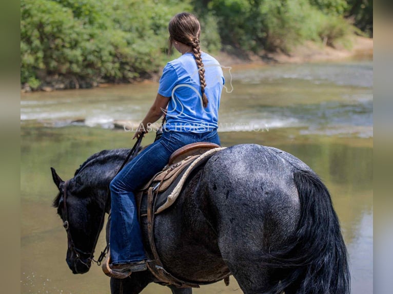Draft Horse Gelding 4 years 15 hh Roan-Blue in Auburn, KY