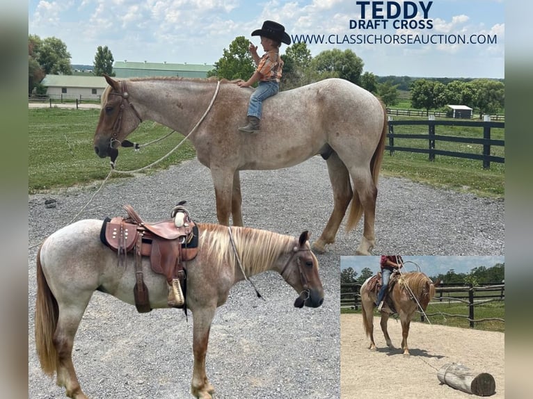 Draft Horse Gelding 4 years 15 hh Roan-Red in Sebree, KY