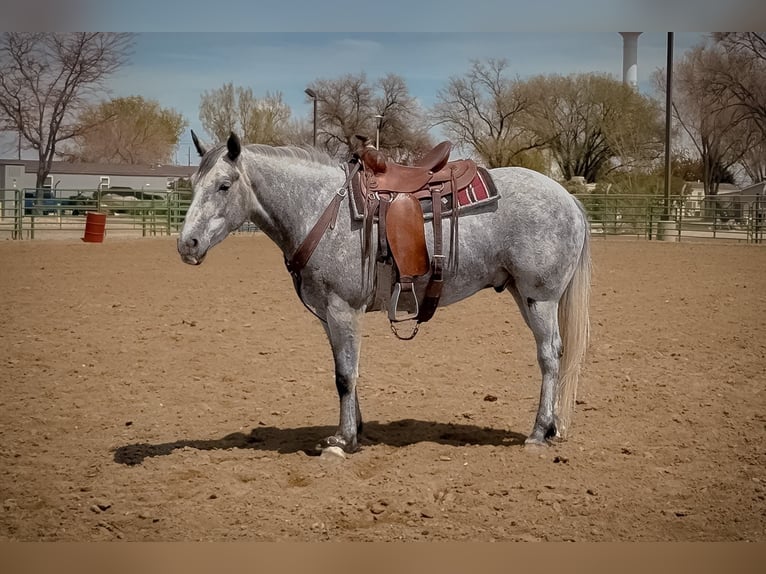Draft Horse Gelding 4 years 15 hh  in Powell, WY