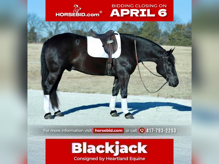 Draft Horse Mix Gelding 4 years 15,1 hh Black in Mount Vernon