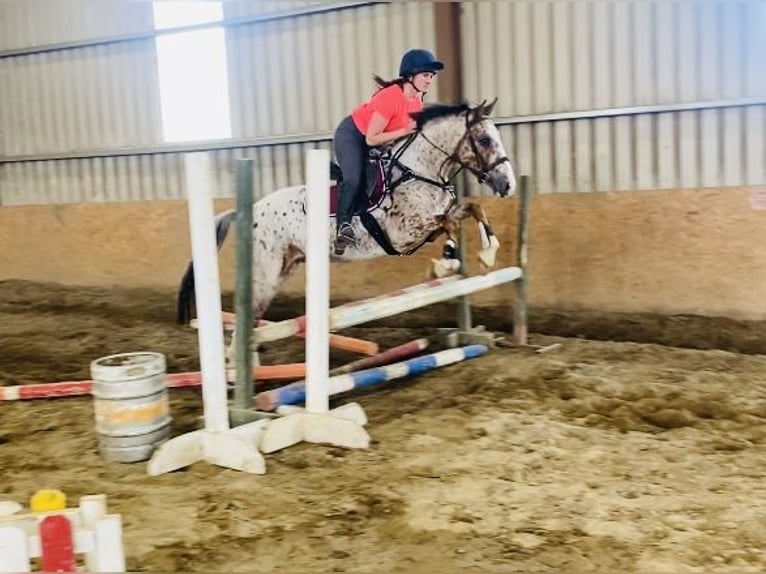 Draft Horse Gelding 4 years 15,1 hh Leopard-Piebald in Sligo