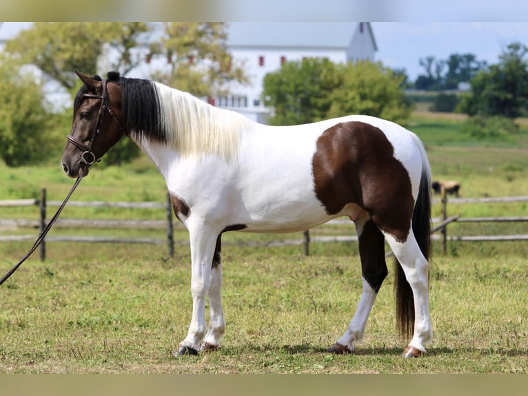 Draft Horse Mix Gelding 4 years 15,1 hh Pinto in Gap Draft Horse Mix Gelding 4 years 15,1 hh Pinto in Gap