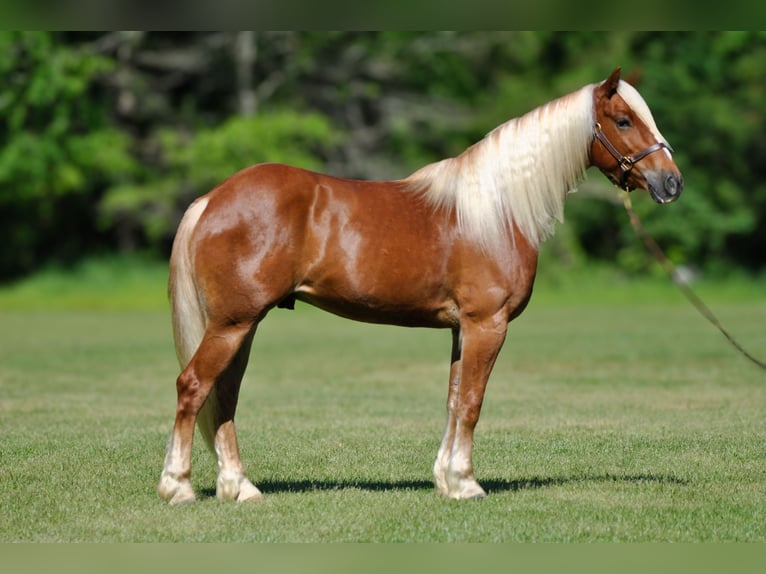 Draft Horse Mix Gelding 4 years 15,1 hh Sorrel in Amory