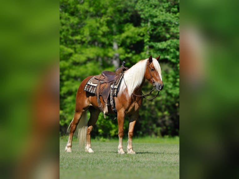Draft Horse Mix Gelding 4 years 15,1 hh Sorrel in Amory