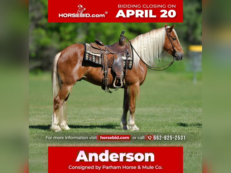 Draft Horse Mix Gelding 4 years 15,1 hh Sorrel in Amory