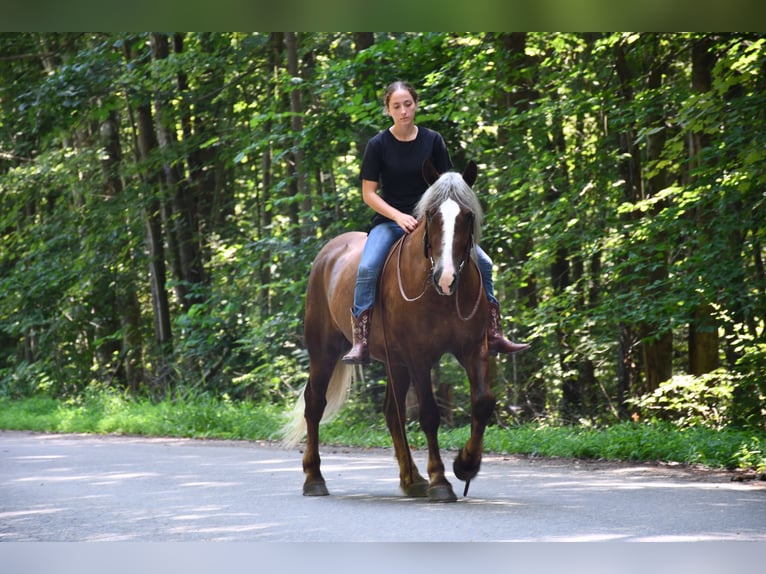 Draft Horse Mix Gelding 4 years 15,1 hh in Strasburg, OH