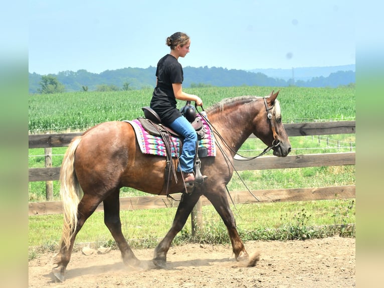 Draft Horse Mix Gelding 4 years 15,1 hh in Strasburg, OH
