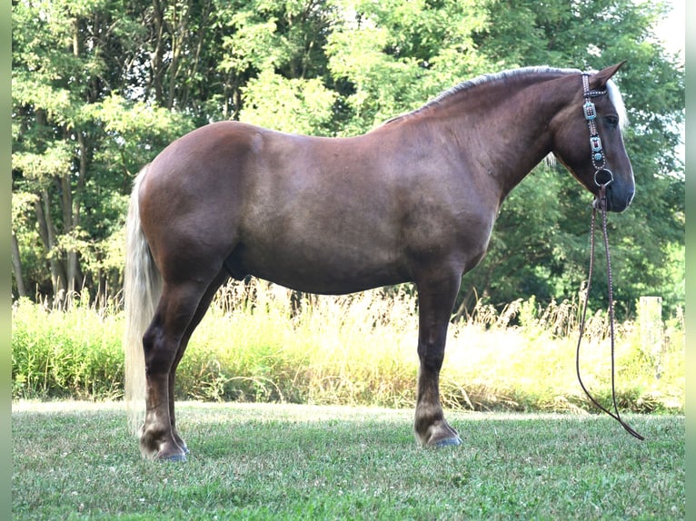 Draft Horse Mix Gelding 4 years 15,1 hh in Strasburg, OH