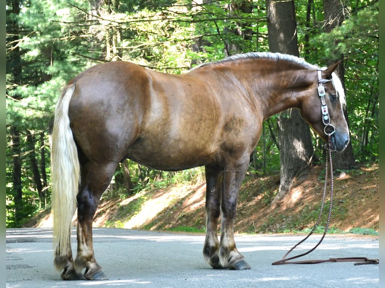 Draft Horse Mix Gelding 4 years 15,1 hh in Strasburg, OH
