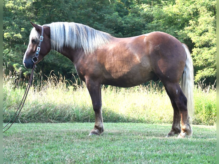Draft Horse Mix Gelding 4 years 15,1 hh in Strasburg, OH