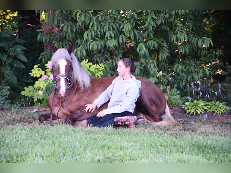 Draft Horse Mix Gelding 4 years 15,1 hh in Strasburg, OH