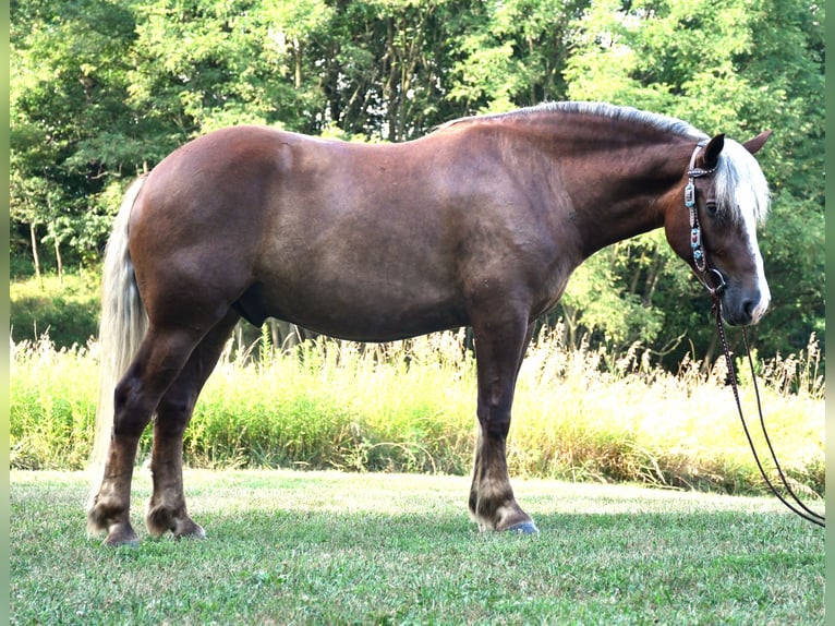 Draft Horse Mix Gelding 4 years 15,1 hh in Strasburg, OH