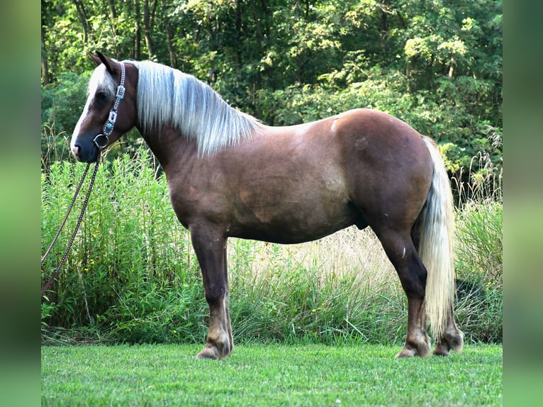 Draft Horse Mix Gelding 4 years 15,1 hh in Strasburg, OH