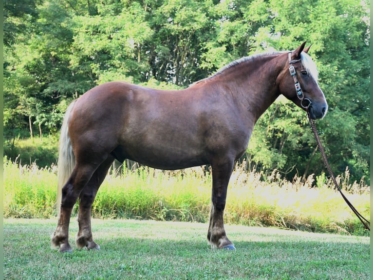 Draft Horse Mix Gelding 4 years 15,1 hh in Strasburg, OH