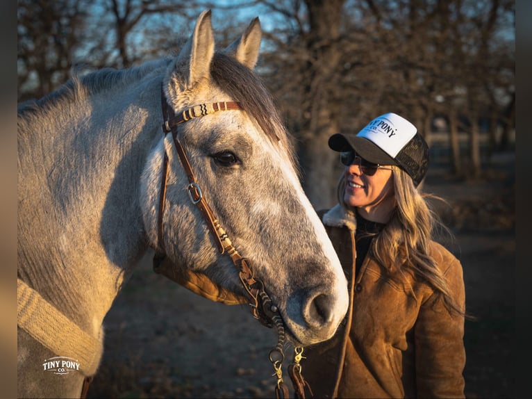 Draft Horse Gelding 4 years 15,2 hh Buckskin in Jacksboro