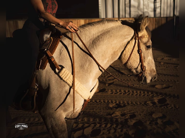 Draft Horse Gelding 4 years 15,2 hh Buckskin in Jacksboro