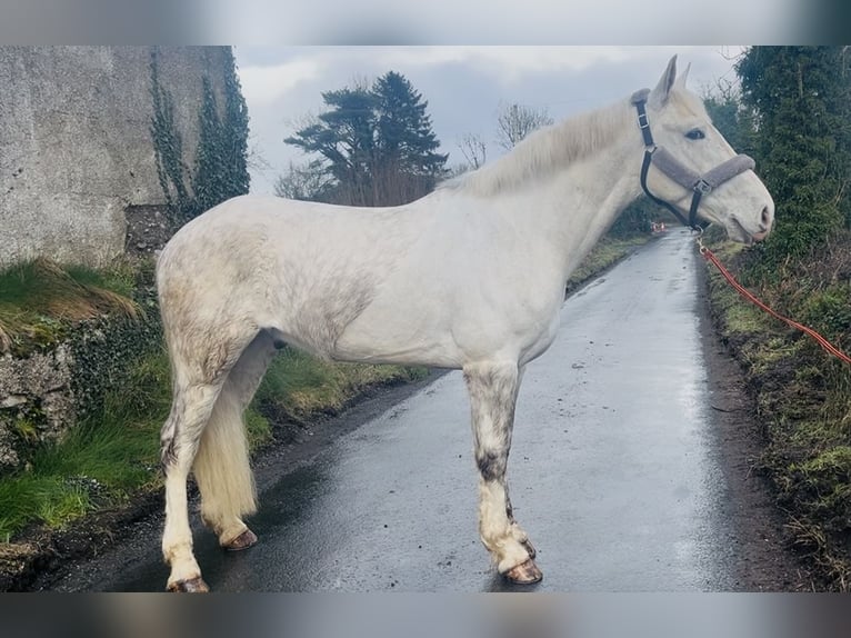 Draft Horse Gelding 4 years 15,2 hh Grey in Sligo