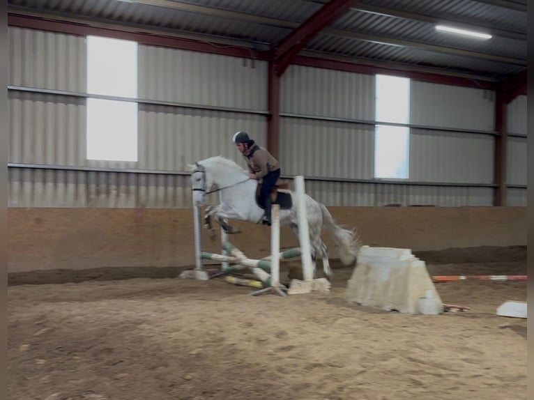 Draft Horse Gelding 4 years 15,2 hh Grey in Sligo