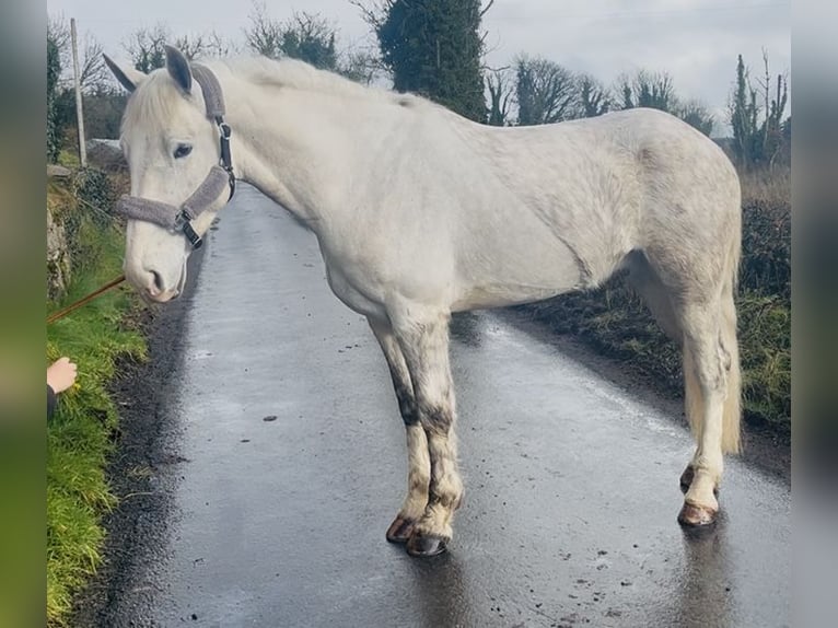 Draft Horse Gelding 4 years 15,2 hh Grey in Sligo