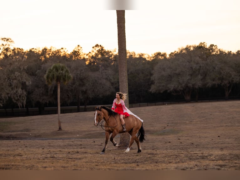Draft Horse Mix Gelding 4 years 15,3 hh Dun in Ocala