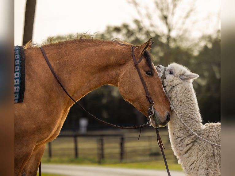 Draft Horse Mix Gelding 4 years 15,3 hh Dun in Ocala