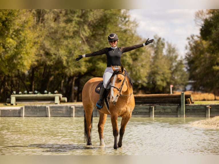 Draft Horse Mix Gelding 4 years 15,3 hh Dun in Ocala