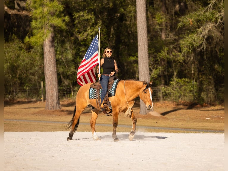 Draft Horse Mix Gelding 4 years 15,3 hh Dun in Ocala