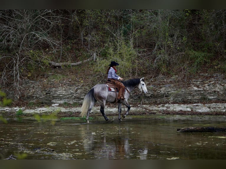 Draft Horse Mix Gelding 4 years 15,3 hh Grey in Georgetown