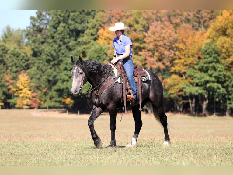 Draft Horse Mix Gelding 4 years 15,3 hh Grey in Clarion