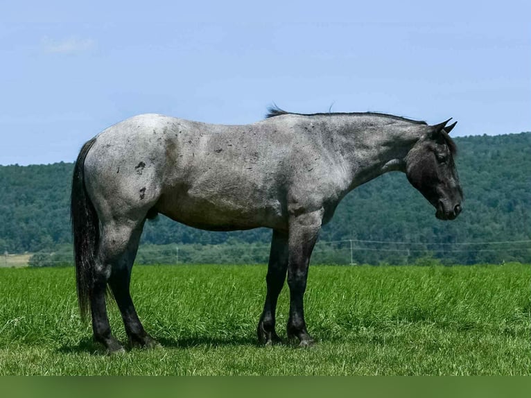 Draft Horse Mix Gelding 4 years 15,3 hh Roan-Blue in Rebersburg