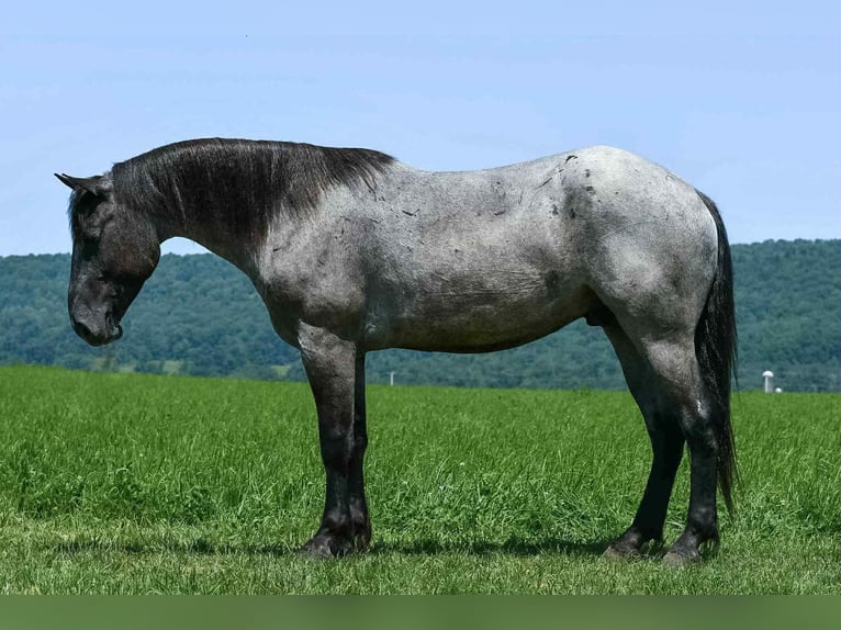 Draft Horse Mix Gelding 4 years 15,3 hh Roan-Blue in Rebersburg