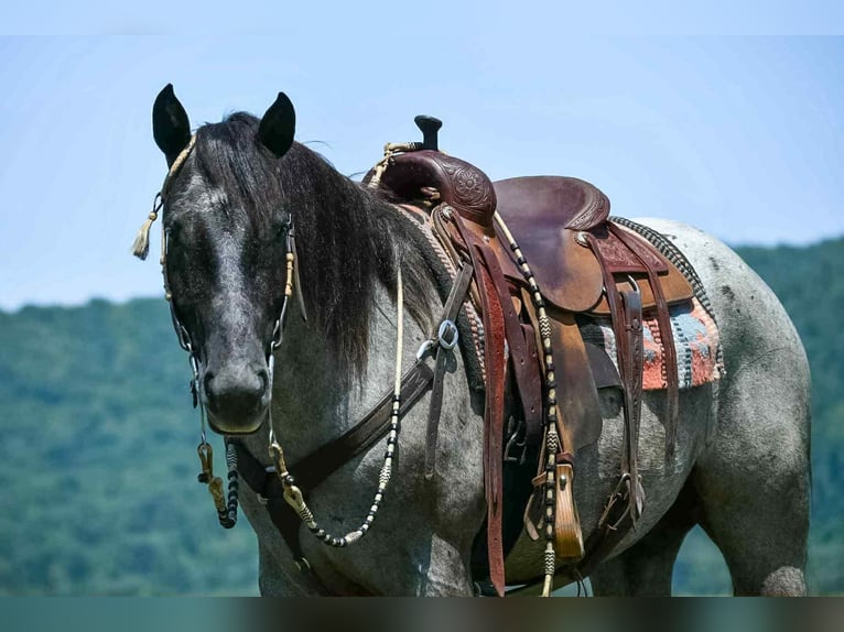 Draft Horse Mix Gelding 4 years 15,3 hh Roan-Blue in Rebersburg