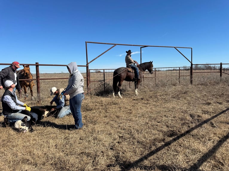 Draft Horse Mix Gelding 4 years 16.1 hh Black in Madill