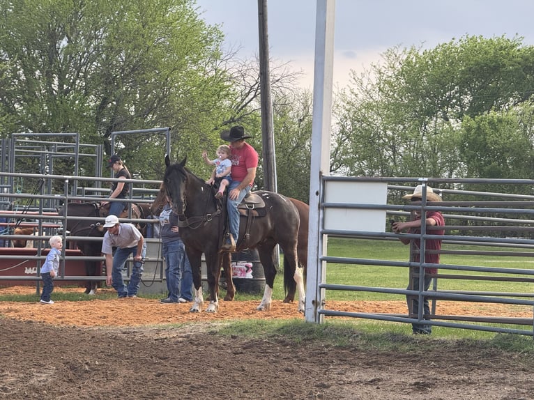 Draft Horse Mix Gelding 4 years 16.1 hh Black in Madill