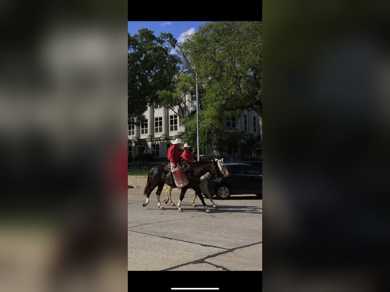 Draft Horse Mix Gelding 4 years 16.1 hh Black in Madill