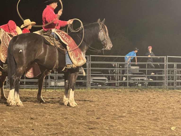 Draft Horse Mix Gelding 4 years 16.1 hh Black in Madill