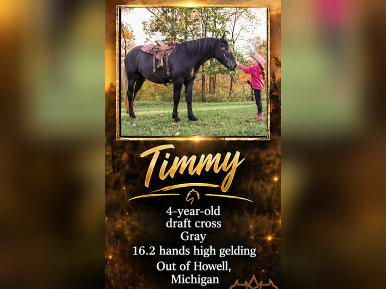Draft Horse Mix Gelding 4 years 16.1 hh Grey in Howell