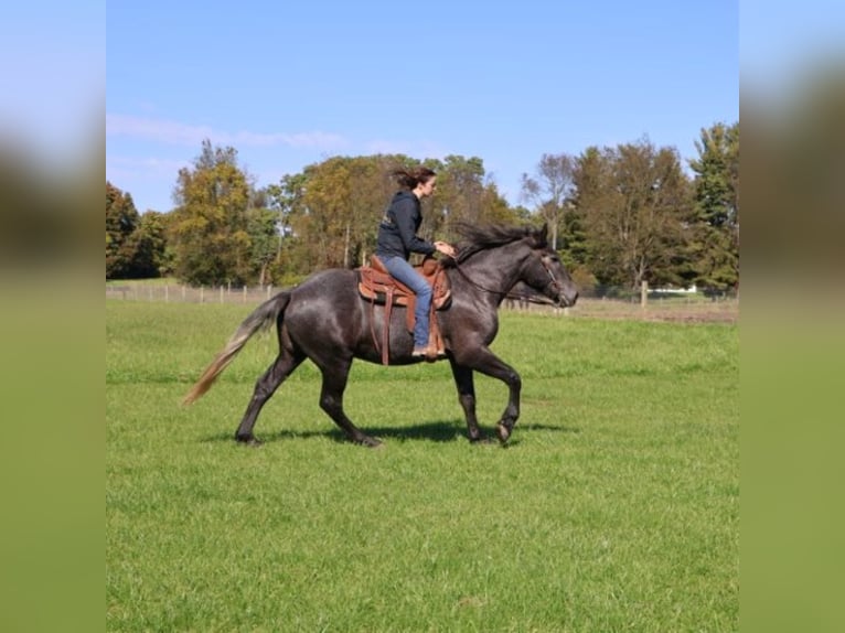 Draft Horse Mix Gelding 4 years 16.1 hh Grey in Howell