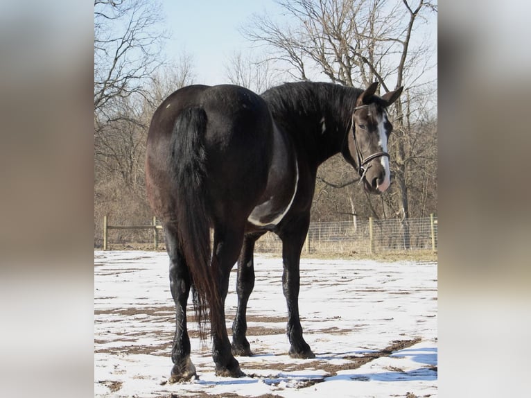 Draft Horse Gelding 4 years 16,1 hh Overo-all-colors in Howell, MI