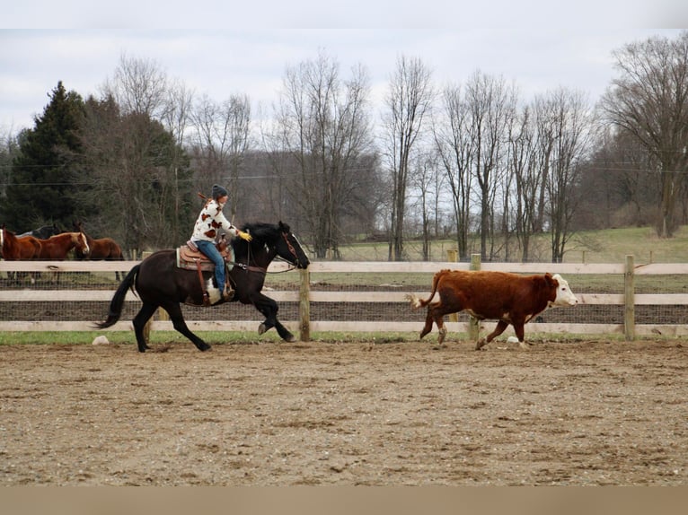 Draft Horse Gelding 4 years 16,1 hh Overo-all-colors in Howell, MI