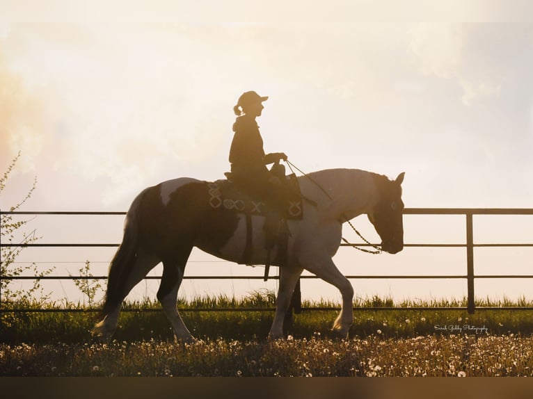 Draft Horse Gelding 4 years 16,1 hh Tobiano-all-colors in Independence IA