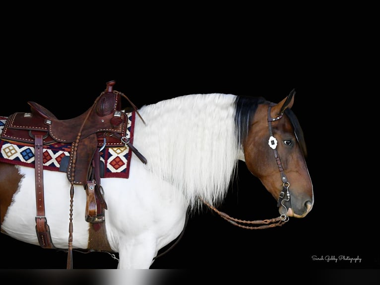 Draft Horse Gelding 4 years 16,1 hh Tobiano-all-colors in Independence IA