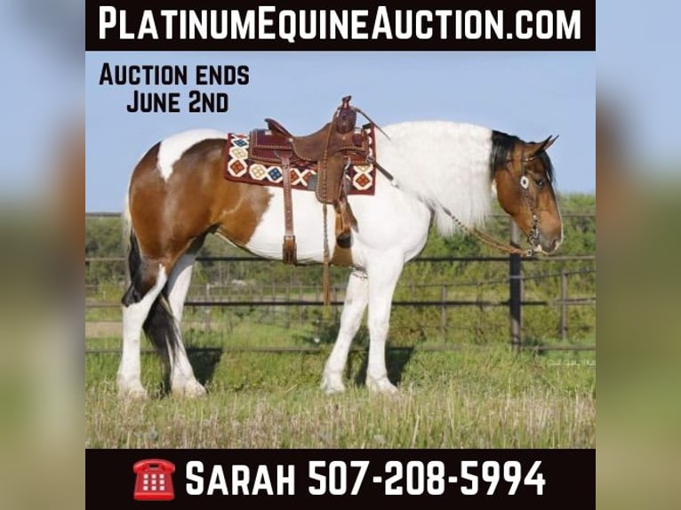 Draft Horse Gelding 4 years 16,1 hh Tobiano-all-colors in Independence IA