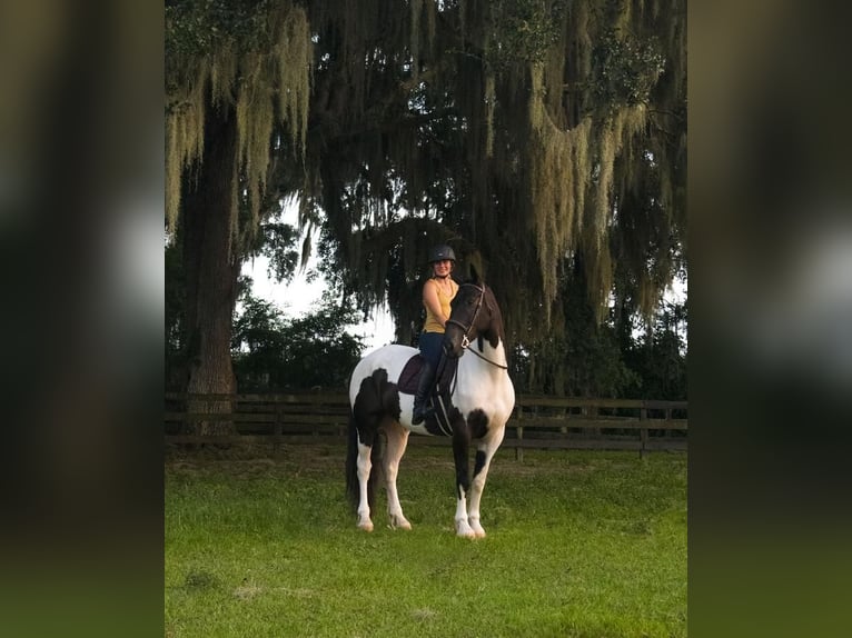 Draft Horse Gelding 4 years 16,1 hh in Ocala, FL1