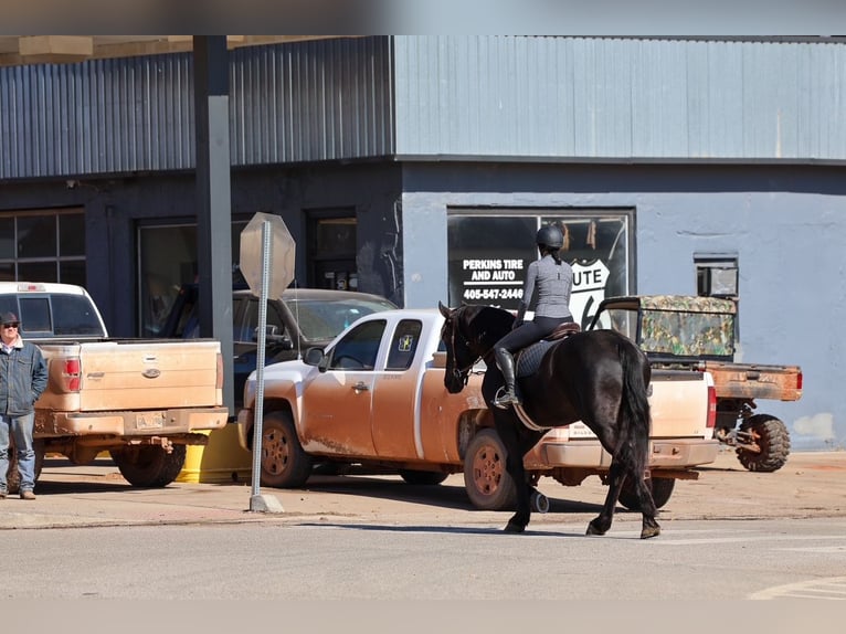 Draft Horse Gelding 4 years 16.2 hh Black in Ripley