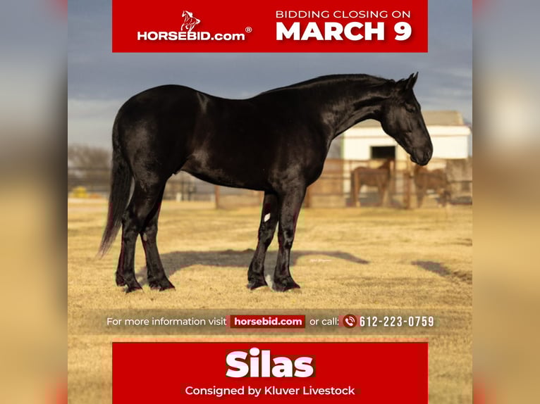 Draft Horse Gelding 4 years 16.2 hh Black in Ripley